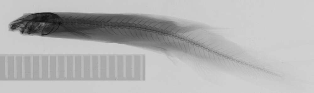 Image of Ochmacanthus alternus Myers 1927
