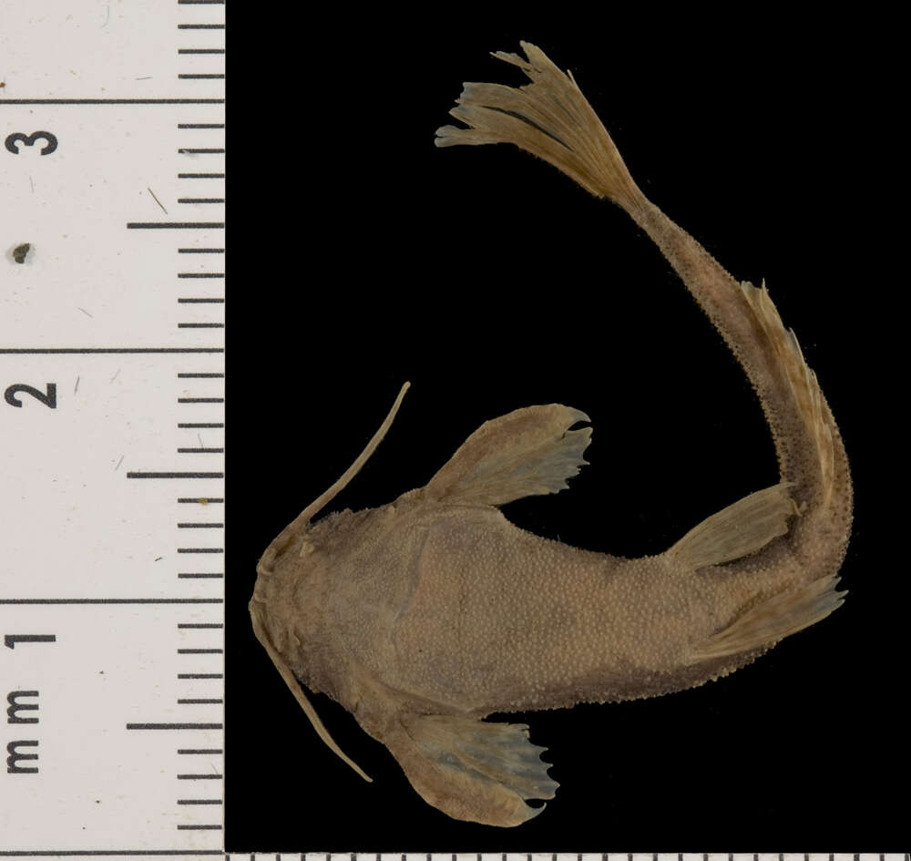 Sivun Pseudobunocephalus iheringii (Boulenger 1891) kuva