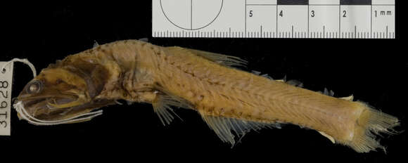 Image of Jewel Lanternfish