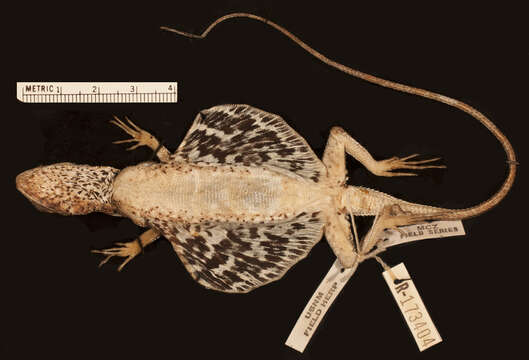 Image of Draco jareckii Lazell 1992