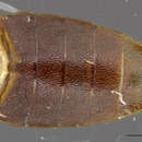 Image of <i>Drasterius incongruus</i>