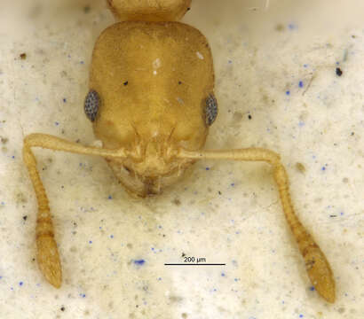 Image de <i>Temnothorax torrei</i>