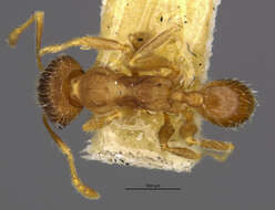 Image of Pheidole platypus Crawley 1915