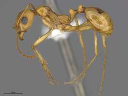 Image of Aphaenogaster megommata Smith 1963