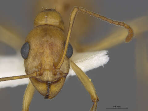 Image of Aphaenogaster megommata Smith 1963