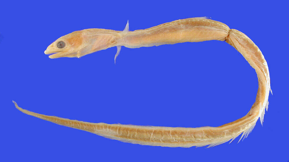 Image of Deep-water Neck Eel
