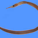 Image of Duckbill oceanic eel