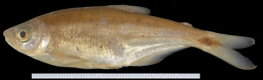 Image of Macabi tetra