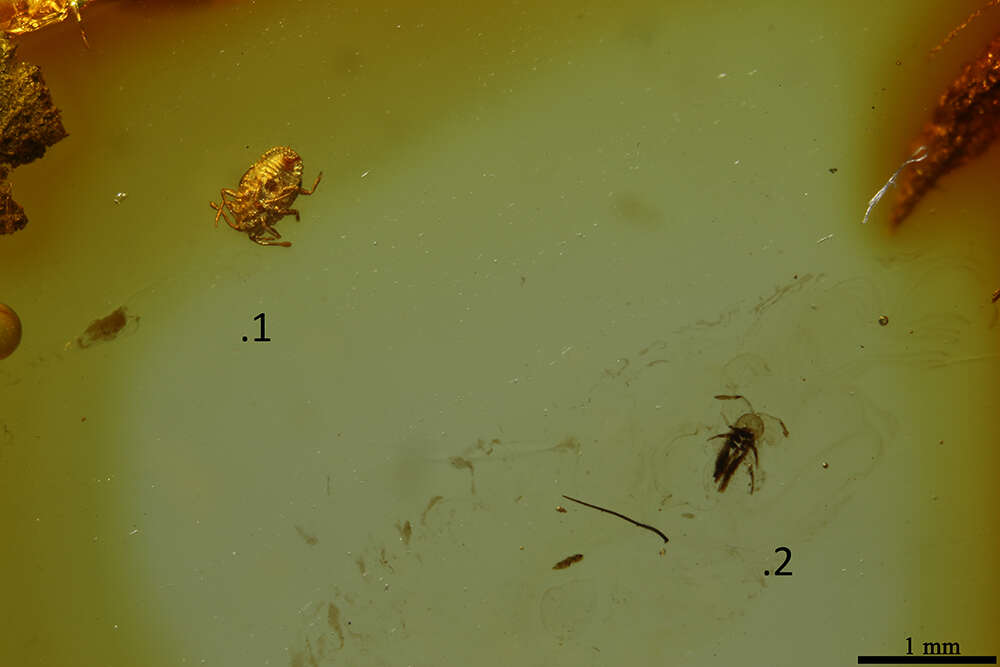 Image of Scales and Mealybugs