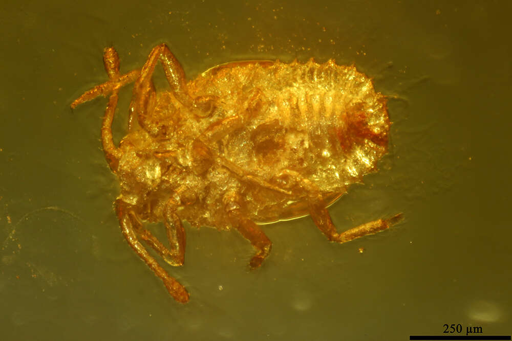 Image of Scales and Mealybugs