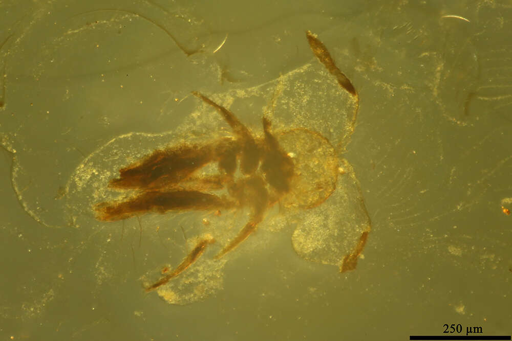 Image of Scales and Mealybugs