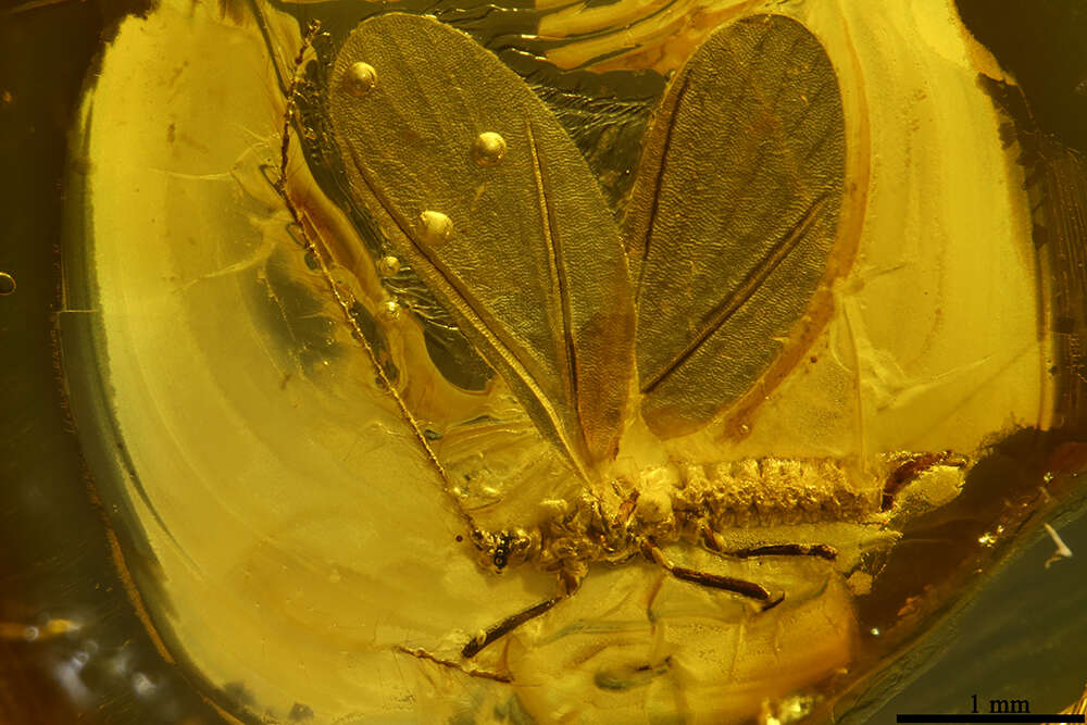 Image of Scales and Mealybugs