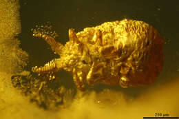 Image of springtails