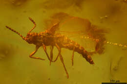 Image of Scales and Mealybugs