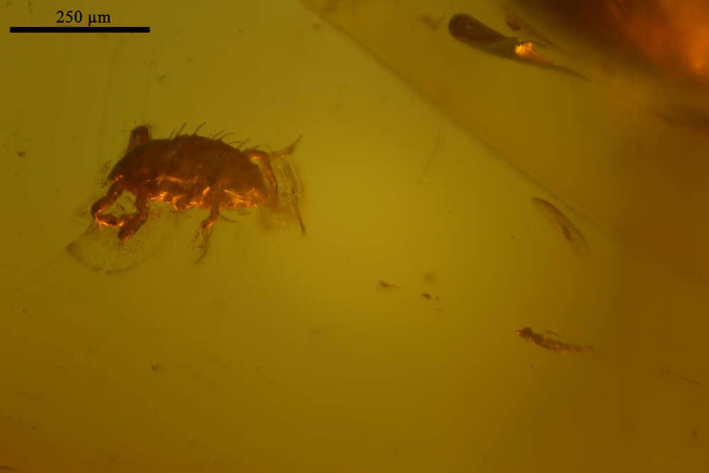 Image of Scales and Mealybugs