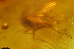 Image of dark-winged fungus gnats