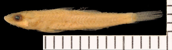 صورة Microphilypnus ternetzi Myers 1927