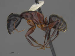 Plancia ëd Camponotus herculeanus (Linnaeus 1758)