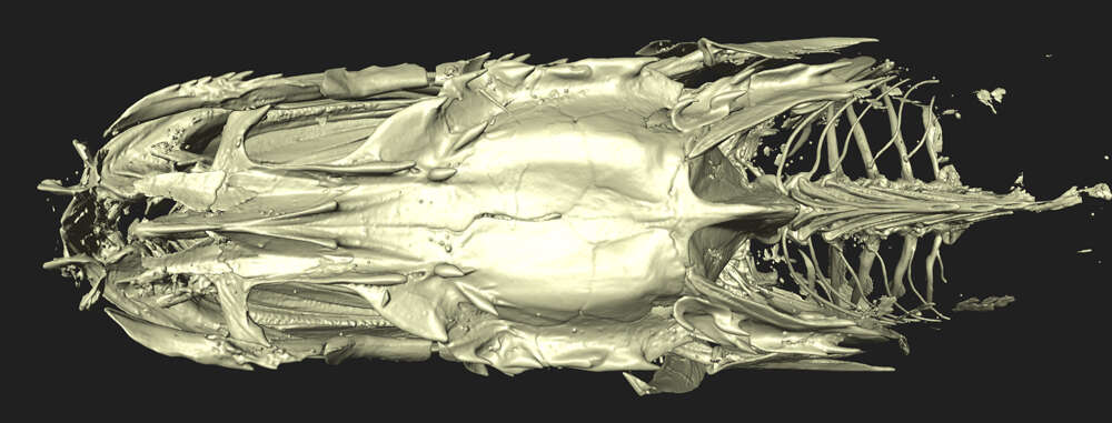 Image of Porogadus