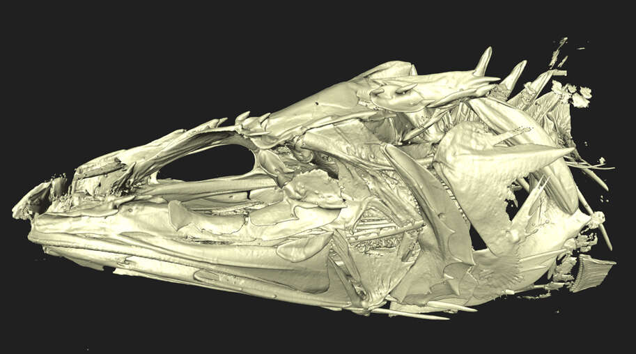 Image of Porogadus