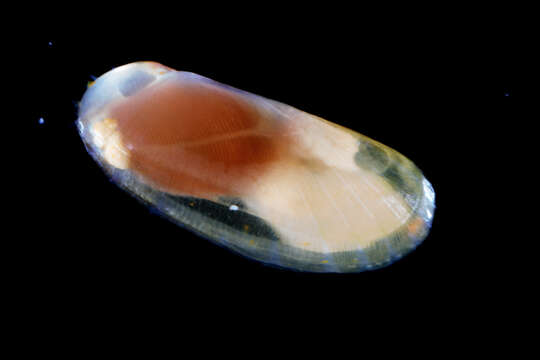 Image of West Indian Awning Clam