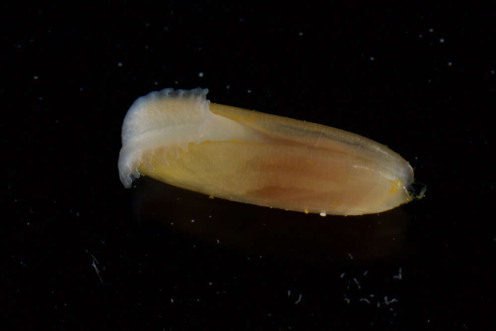 Image of West Indian Awning Clam