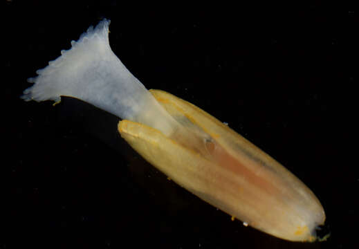 Image of West Indian Awning Clam