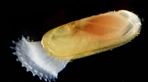 Image of West Indian Awning Clam