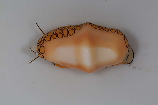 Image of Flamingo tongue snail