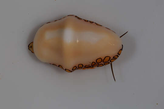 Image of Flamingo tongue snail