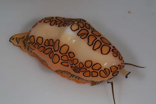 Image of Flamingo tongue snail