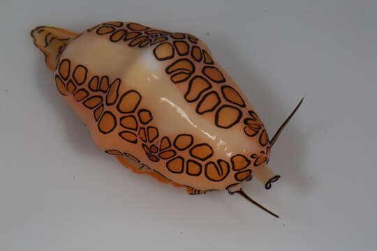 Image of Flamingo tongue snail