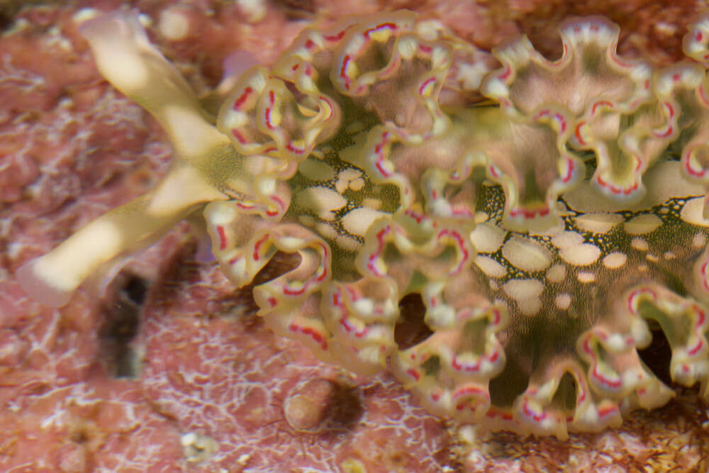 Image of lettuce sea slug