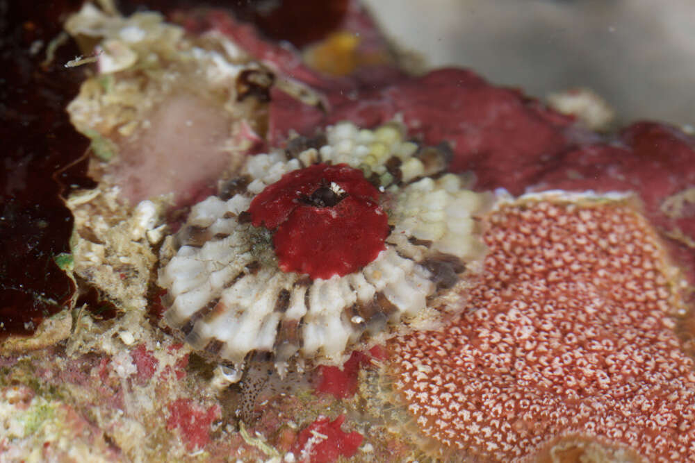 Image of Cayenne keyhole limpet