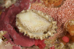 Image of Cayenne keyhole limpet