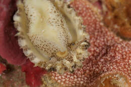 Image of Cayenne keyhole limpet