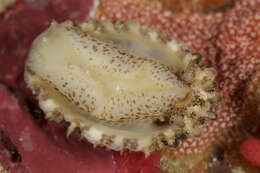 Image of Cayenne keyhole limpet