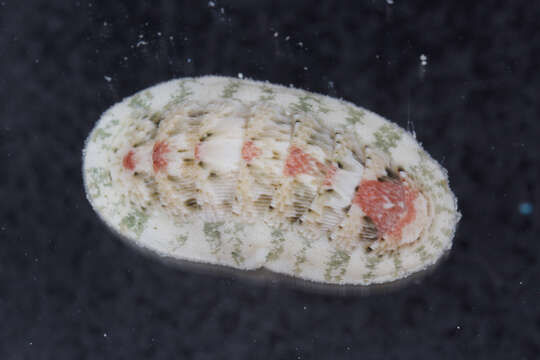 Ischnochiton erythronotus (C. B. Adams 1845)的圖片