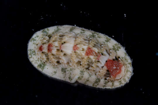 Image of multihued chiton