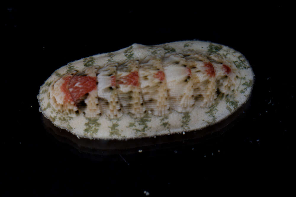 Image of multihued chiton