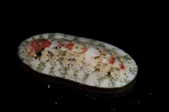 Image of multihued chiton