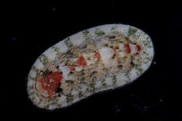 Image of multihued chiton