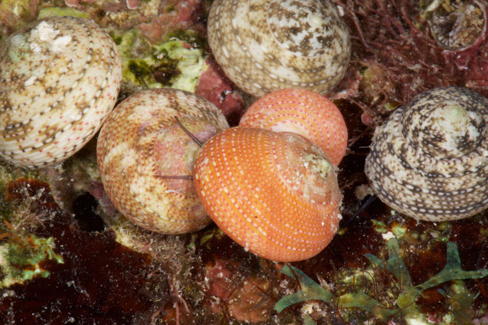 Image of Tegula fasciata (Born 1778)