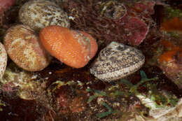 Image of Tegula fasciata (Born 1778)