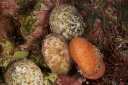 Image of Tegula fasciata (Born 1778)