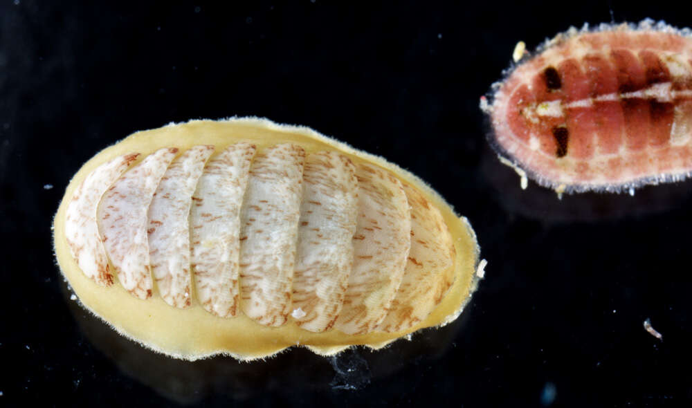 Image of chitons