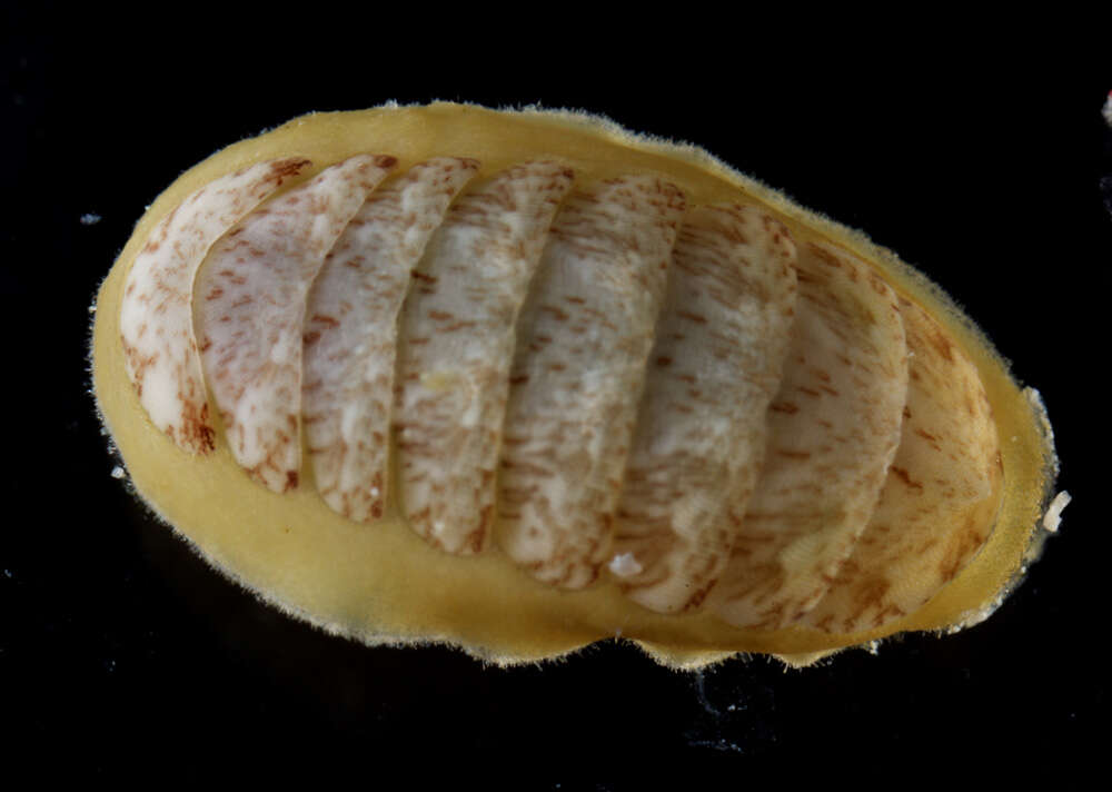 Image of chitons