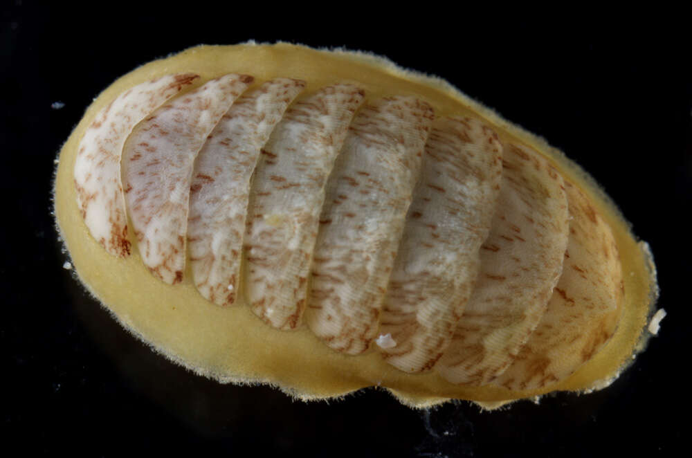 Image of chitons