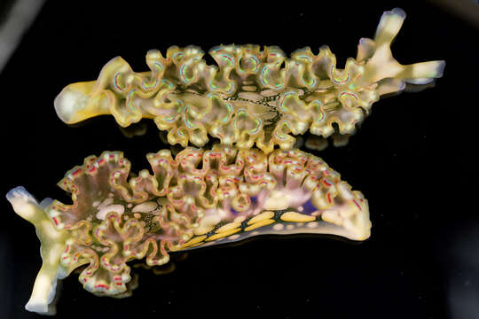 Image of lettuce sea slug