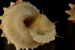 Image of Areneidae McLean 2012